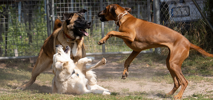 &quot;Hunde lesen und verstehen&quot; Körpersprache Hund hundeschulefreche